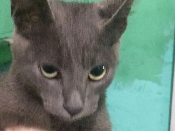 Gato ra a  idade 2 a 6 meses nome Fofinho