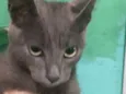 Fofinho