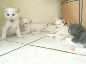 Gato raça  idade 2 a 6 meses nome Fofinho