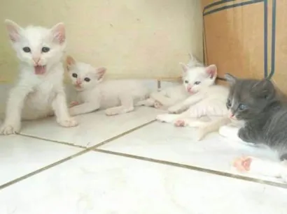 Gato raça  idade 2 a 6 meses nome Fofinho