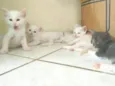 Fofinho