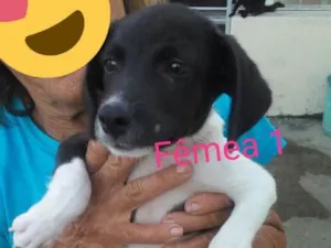 Cachorro raça Não definida idade 2 a 6 meses nome Fêmea docinho