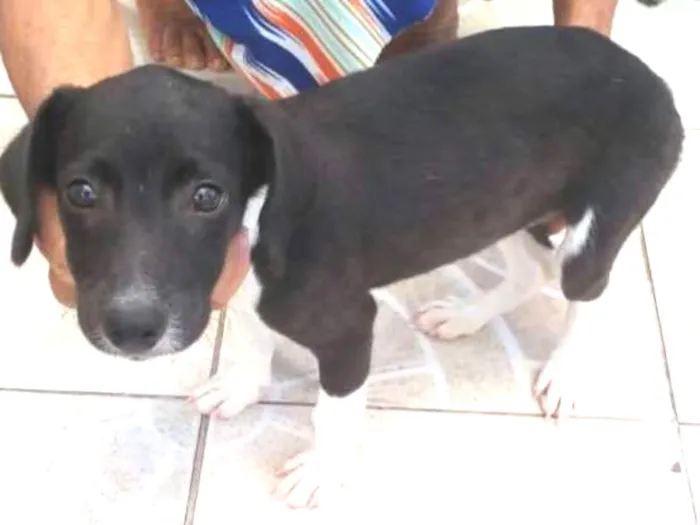 Cachorro ra a Não definida idade 2 a 6 meses nome Fêmea docinho