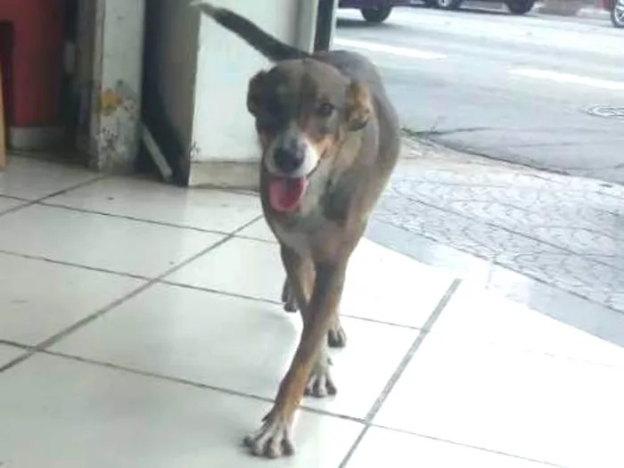 Cachorro ra a SRD idade 3 anos nome Feliz (Apelidamos)