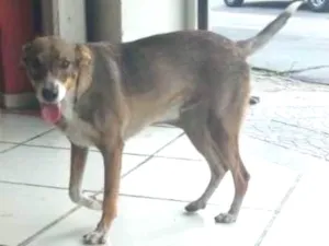 Cachorro raça SRD idade 3 anos nome Feliz (Apelidamos)