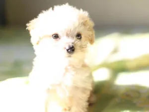 Cachorro raça poodle com raça desconhecida idade 2 anos nome Djudy