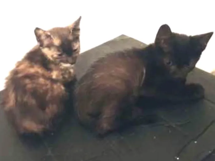 Gato ra a Vira lata idade Abaixo de 2 meses nome Filhotes 