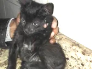 Gato raça Vira lata idade Abaixo de 2 meses nome Filhotes 