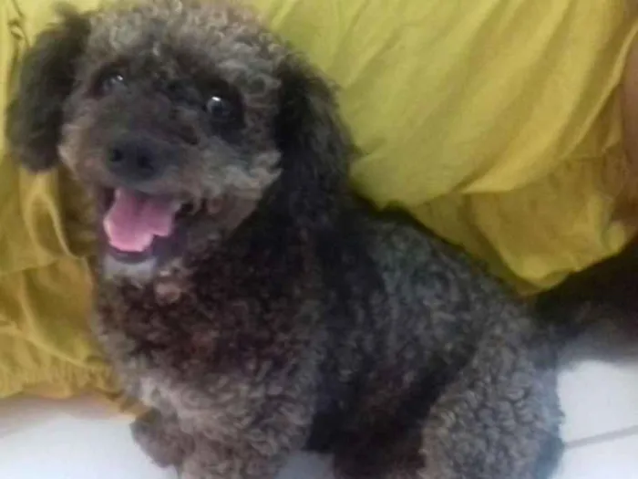 Cachorro ra a Misturado idade 1 ano nome Balu