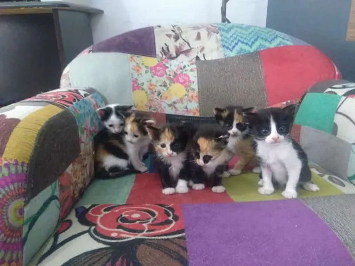 Gato ra a srd idade Abaixo de 2 meses nome Gatos e Gatas