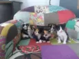Gatos e Gatas