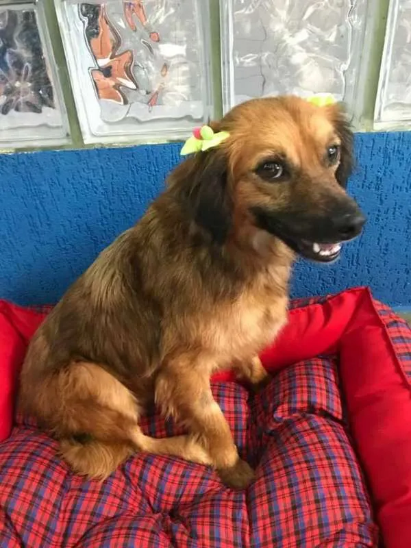 Cachorro ra a srd idade 1 ano nome Amanda