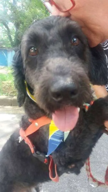 Cachorro ra a Srd idade 2 anos nome Ulysses