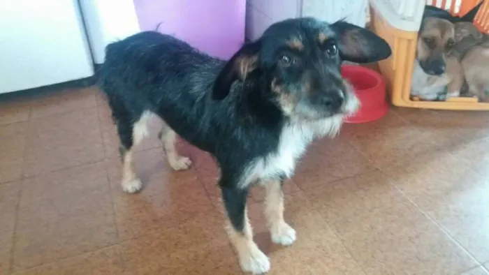 Cachorro ra a srd idade 1 ano nome Lindona