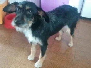Cachorro raça srd idade 1 ano nome Lindona