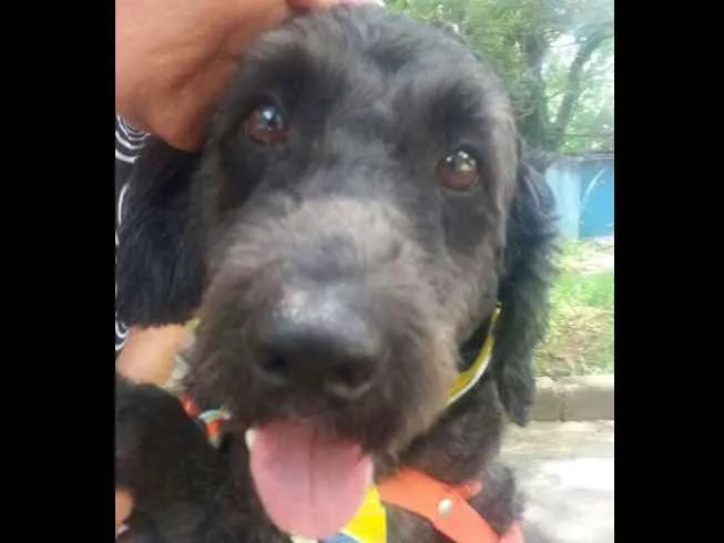 Cachorro ra a Srd idade 2 anos nome Ulysses