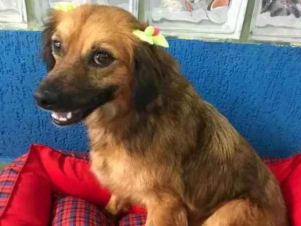 Cachorro ra a srd idade 1 ano nome Amanda