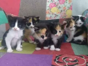 Gato raça srd idade Abaixo de 2 meses nome Gatos e Gatas