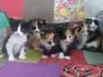 Gatos e Gatas