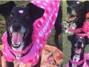 Cachorro raça SRD idade 5 anos nome Milly