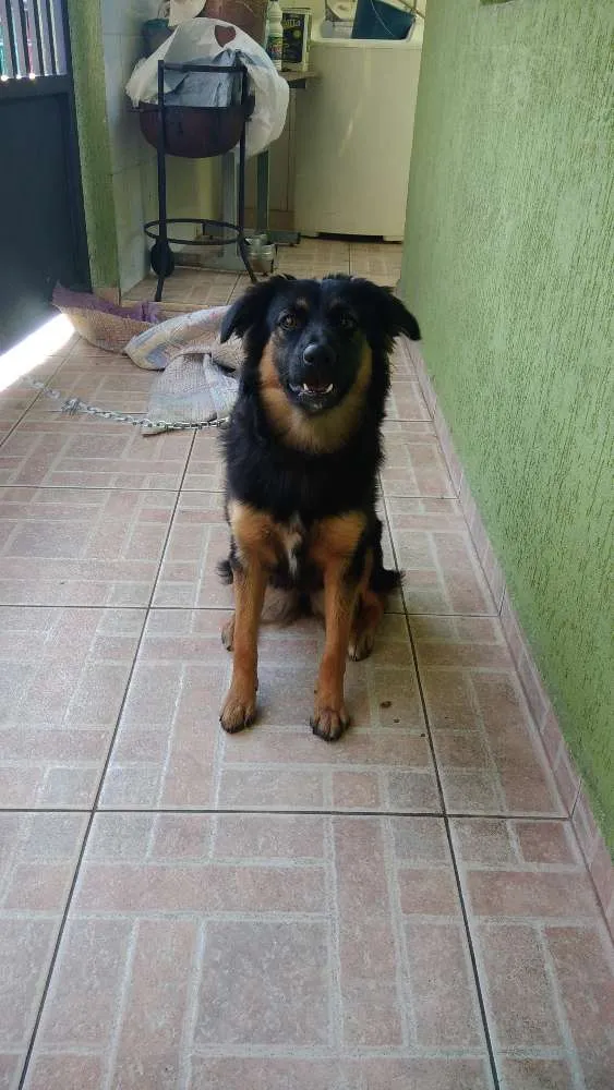 Cachorro ra a Sem raça definida idade 7 a 11 meses nome Sandy