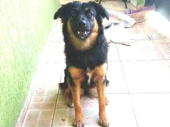 Cachorro ra a Sem raça definida idade 7 a 11 meses nome Sandy