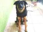 Cachorro raça Sem raça definida idade 7 a 11 meses nome Sandy