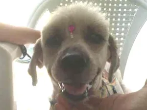 Cachorro raça Poodle idade 5 anos nome Sem Nome