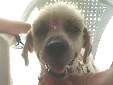 Cachorro ra a Poodle idade 5 anos nome Sem Nome