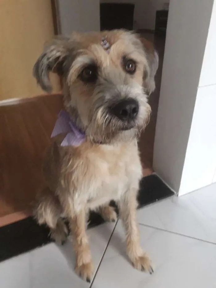 Cachorro ra a SRD idade 1 ano nome Nina 