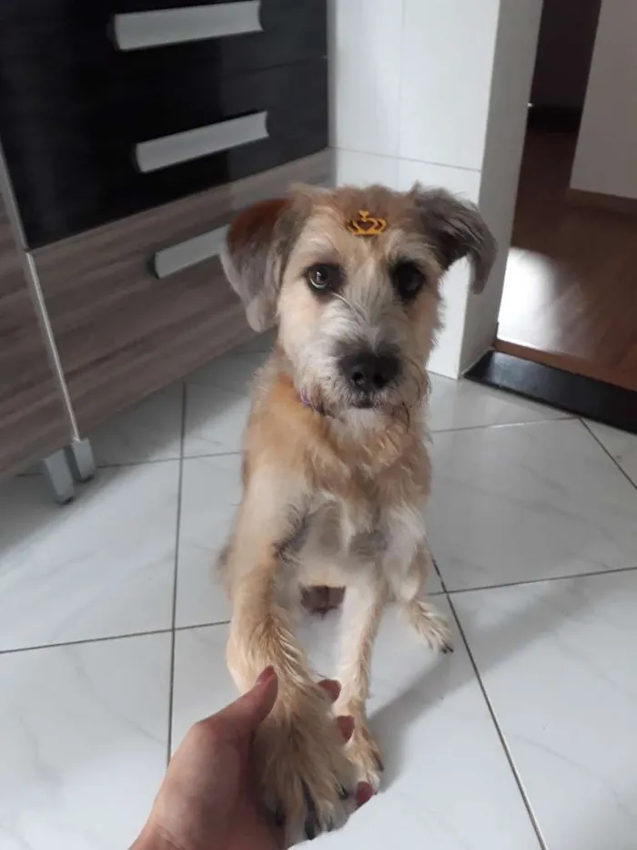 Cachorro ra a SRD idade 1 ano nome Nina 