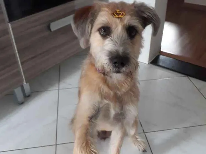 Cachorro ra a SRD idade 1 ano nome Nina 