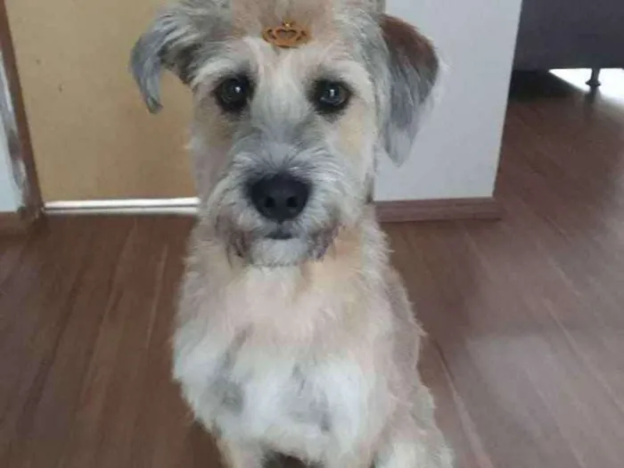 Cachorro ra a SRD idade 1 ano nome Nina 