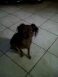 Xuxinha