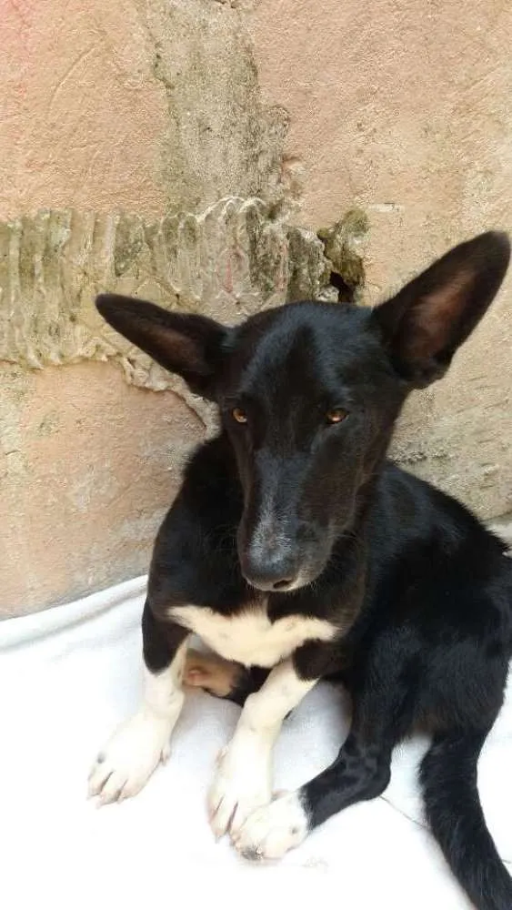Cachorro ra a Sem raça idade 7 a 11 meses nome Tatu