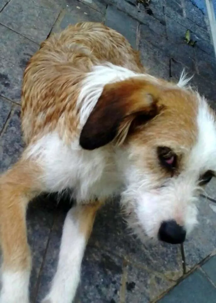 Cachorro ra a Sem raça definida idade 1 ano nome Mel