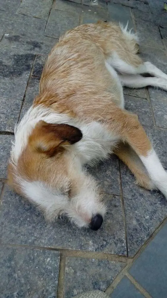 Cachorro ra a Sem raça definida idade 1 ano nome Mel