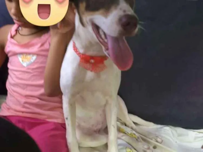 Cachorro ra a Srd idade 7 a 11 meses nome Doli