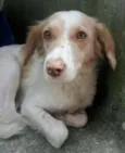 Tóia