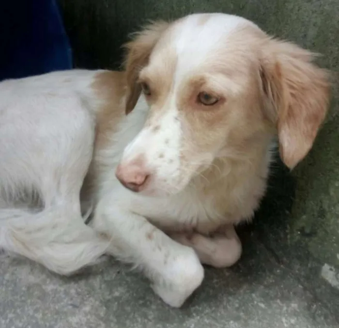 Cachorro ra a srd idade 2 anos nome Tóia