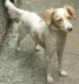 Tóia