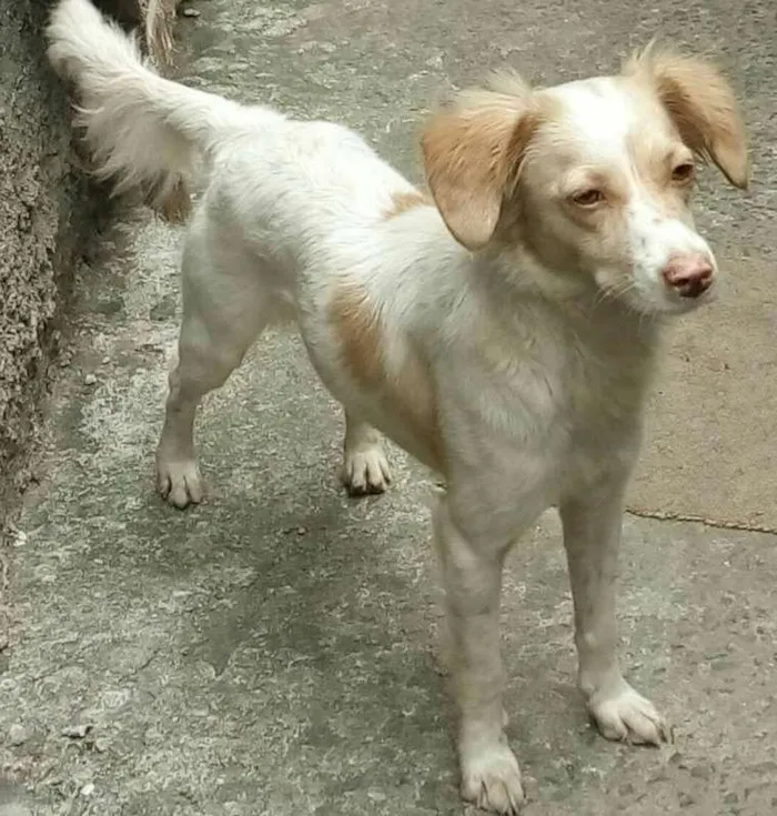 Cachorro ra a srd idade 2 anos nome Tóia