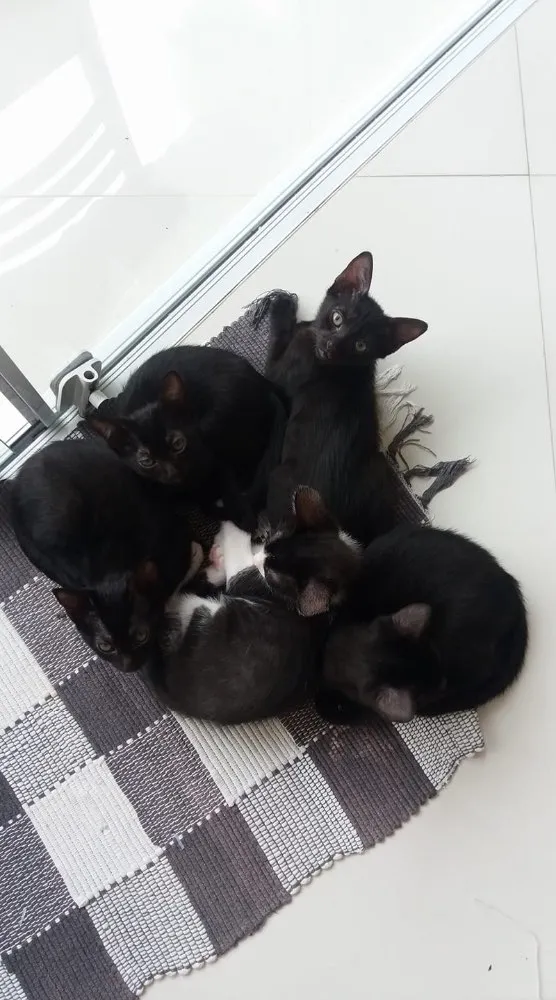 Gato ra a  idade 2 a 6 meses nome Filhotes