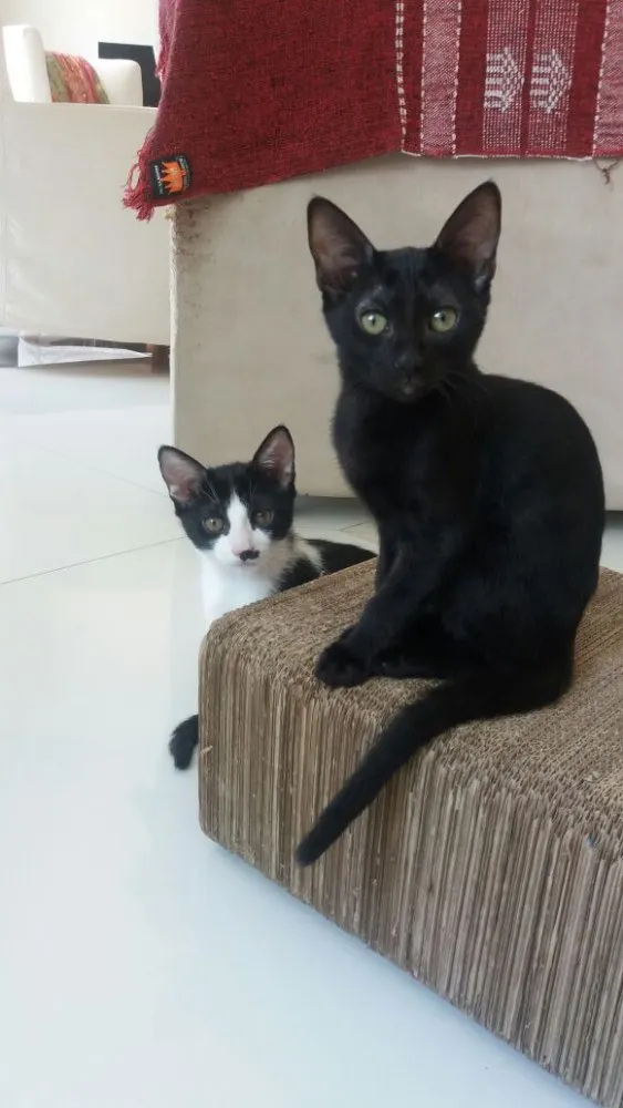 Gato ra a  idade 2 a 6 meses nome Filhotes