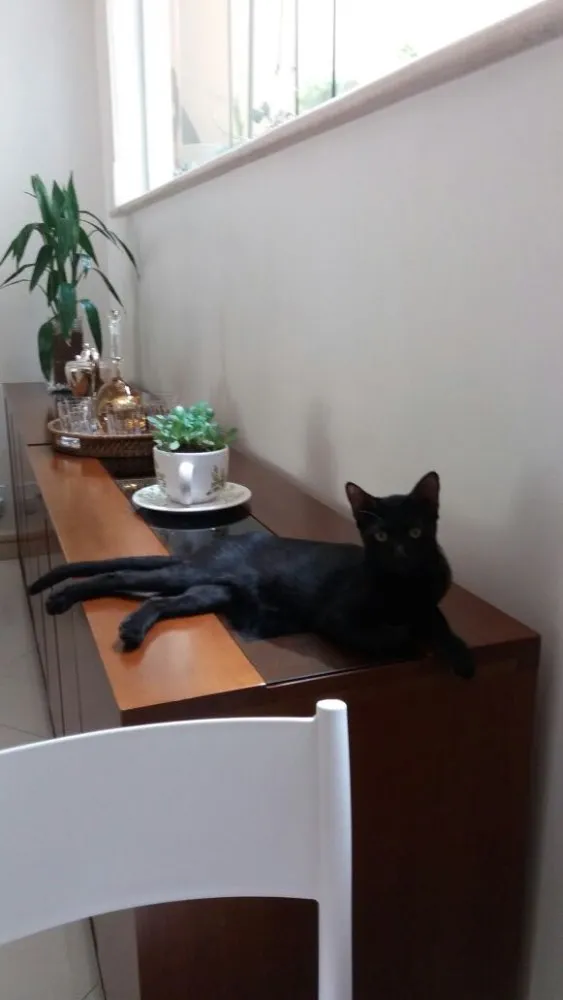 Gato ra a  idade 2 a 6 meses nome Filhotes