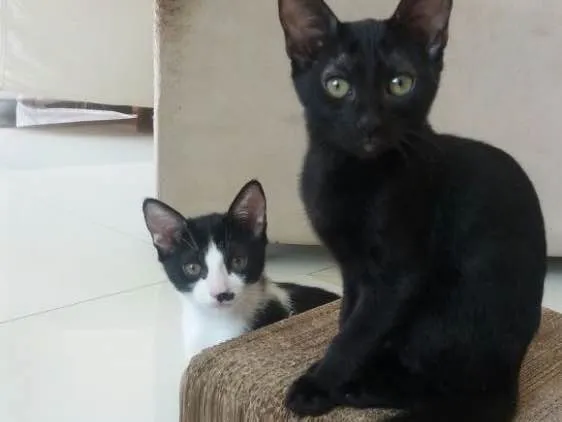 Gato ra a  idade 2 a 6 meses nome Filhotes
