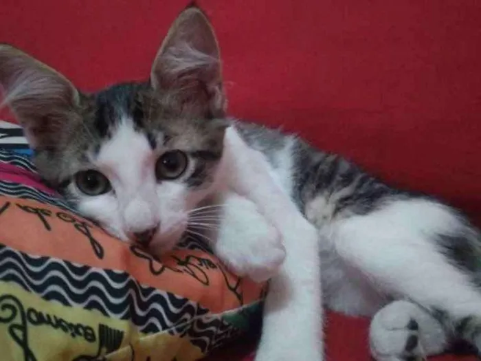 Gato ra a Vira-lata idade 2 a 6 meses nome Frajola e branquinha