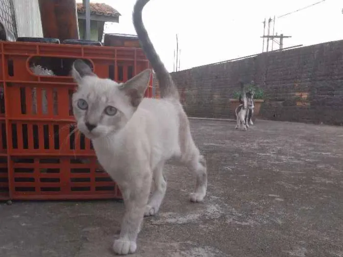 Gato ra a Vira-lata idade 2 a 6 meses nome Frajola e branquinha