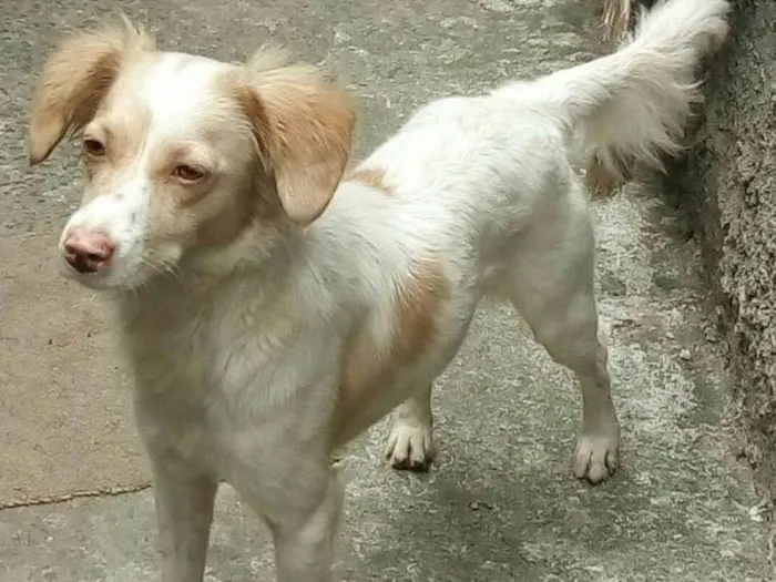 Cachorro ra a srd idade 2 anos nome Tóia