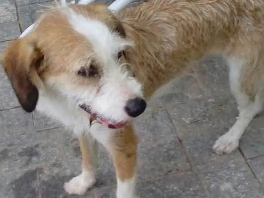 Cachorro ra a Sem raça definida idade 1 ano nome Mel
